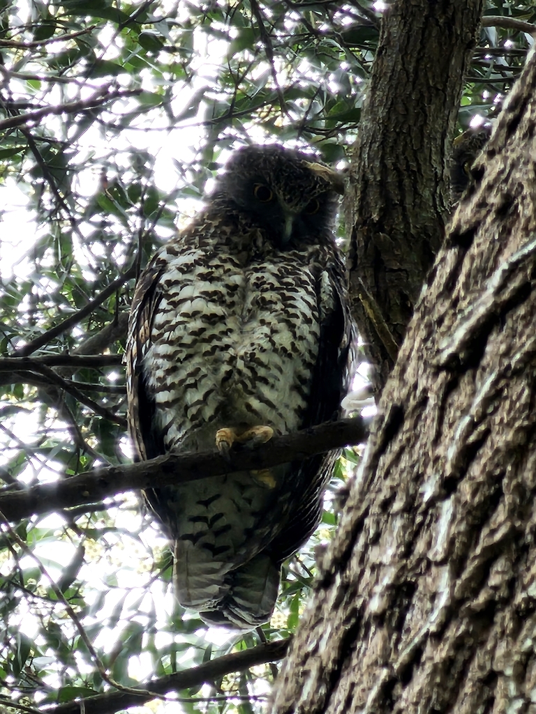 Powerful Owl in August 2023 by ianrainbow. Pair in Blackwood · iNaturalist