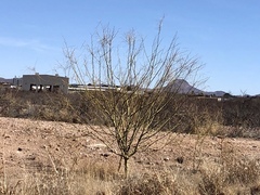 Parkinsonia aculeata