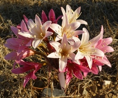 Ammocharis longifolia