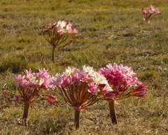 Ammocharis longifolia