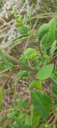 Chenopodium strictum iNat (2)