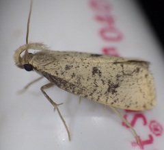Acrolophus mortipennella
