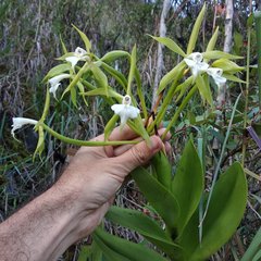 Epidendrum lacustre