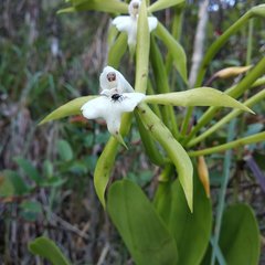 Epidendrum lacustre