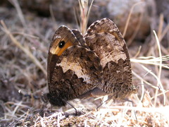 Hipparchia neomiris