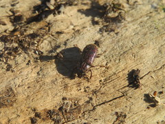 Mitophyllus