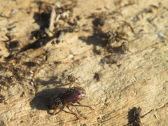 Mitophyllus
