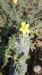 Tribulus pentandrus