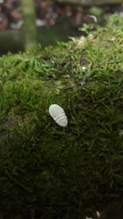 Coelostomidia zealandica