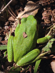 Hyla sarda