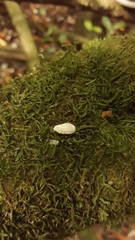 Coelostomidia zealandica