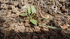 Monsonia