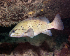 Acanthistius serratus