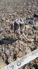 Anastatica hierochuntica