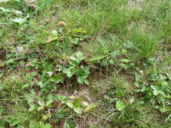 Fragaria viridis