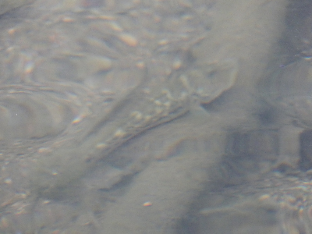 Scribbled Goby