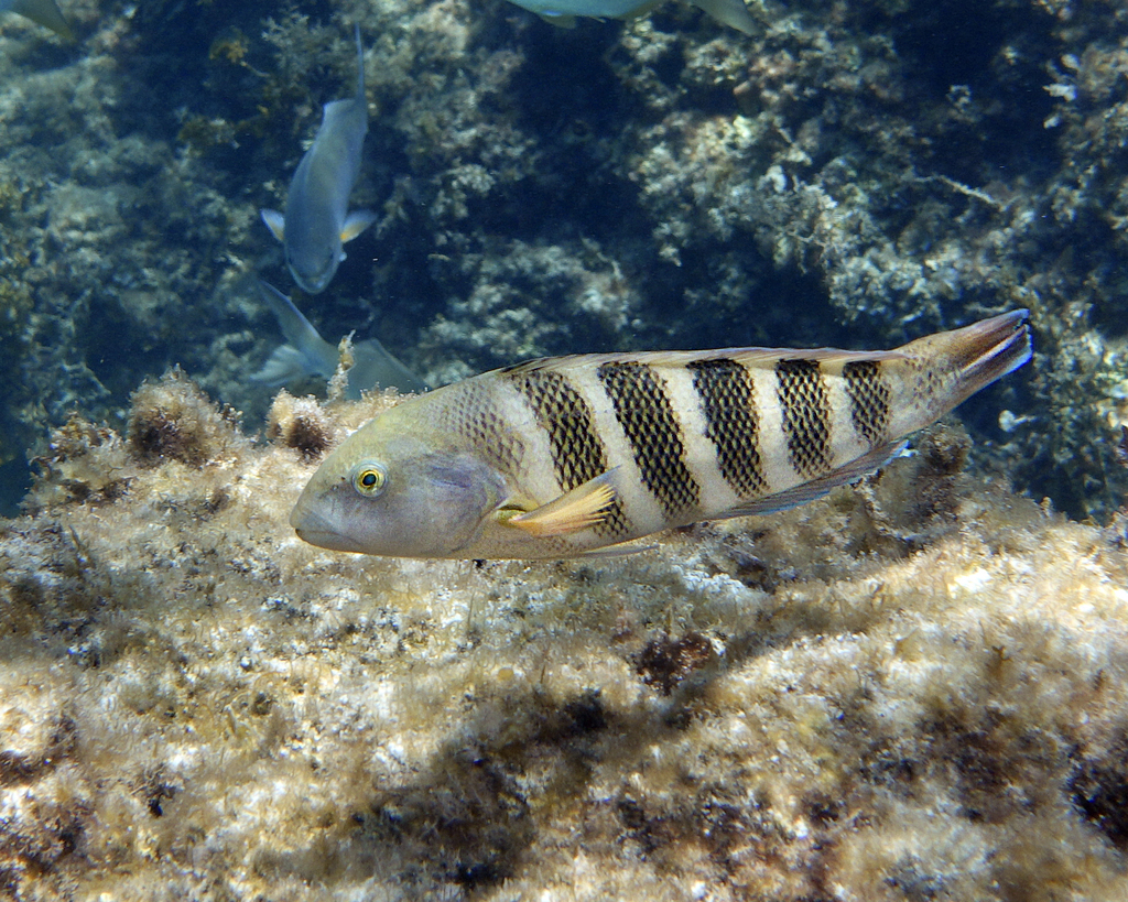 Seven-Banded Wrasse