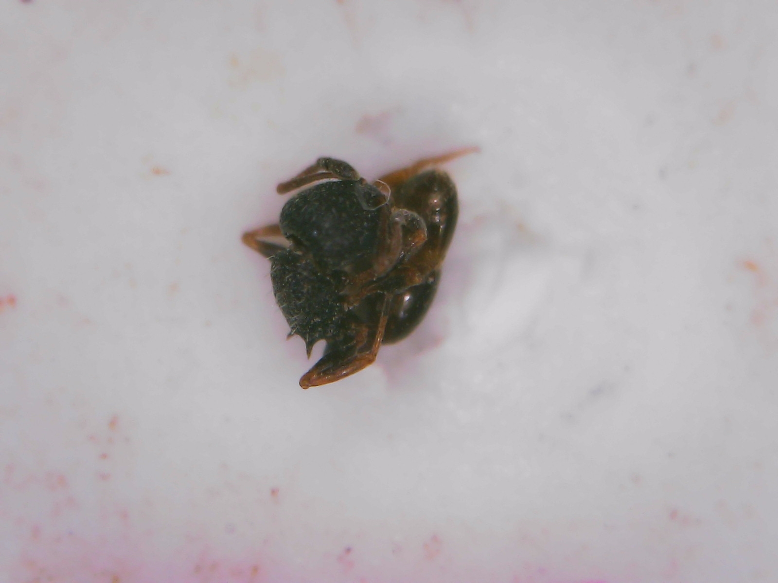 Temnothorax grouvellei