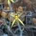 Caladenia caesarea - Photo (c) christine-m，保留部份權利CC BY-NC