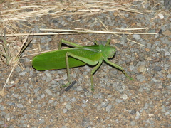 Pseudophyllanax imperialis