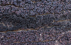 Byssosphaeria rhodomphala