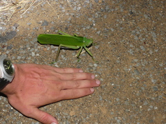 Pseudophyllanax imperialis