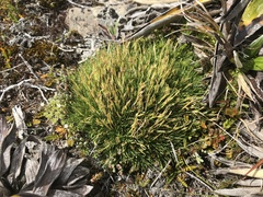 Oreobolus pectinatus