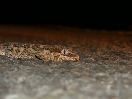 Knob-headed Giant Gecko