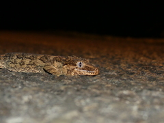 Rhacodactylus auriculatus