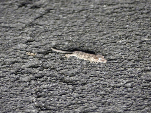 Rhacodactylus auriculatus