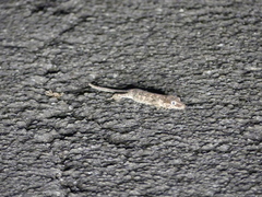 Rhacodactylus auriculatus