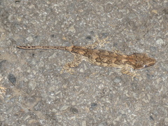 Rhacodactylus auriculatus