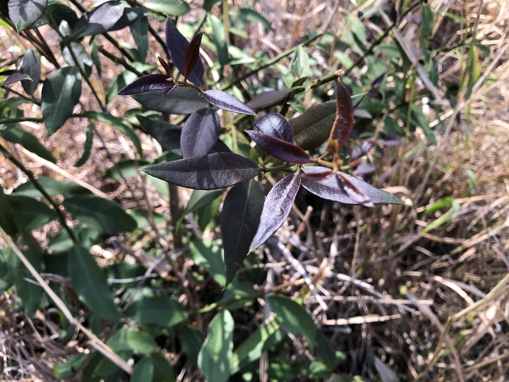 Brush Caper Berry from Glen Cairn QLD 4342, Australia on August 28