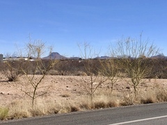 Parkinsonia aculeata