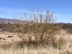 Parkinsonia aculeata