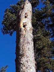 Dendrocopos major