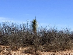 Yucca elata