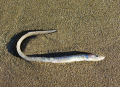 Little Conger Eel photo 2