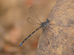 Caledopteryx maculata