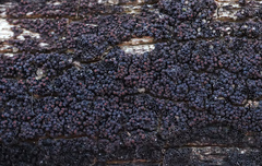 Byssosphaeria rhodomphala