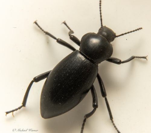 Dentate Stink Beetle photo 4