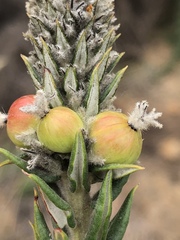 Phylica spicata spicata