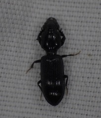 Clivina