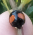 Coelophora biplagiata