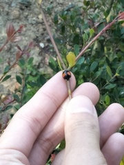 Coelophora biplagiata