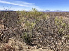Baccharis sarothroides