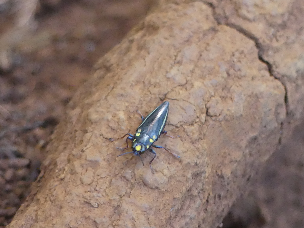Metataenia artensis