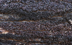 Byssosphaeria rhodomphala