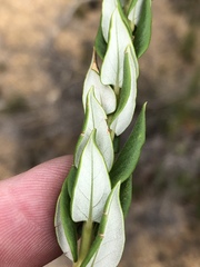 Phylica spicata spicata