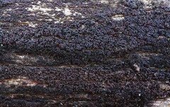 Byssosphaeria rhodomphala